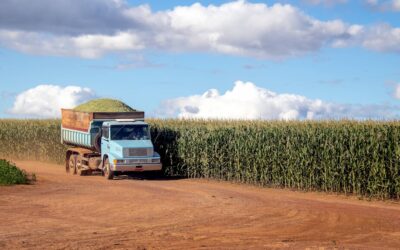 Crackdown Impacting US Farm Labor